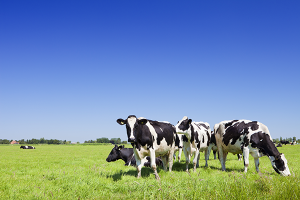 trang-trai-bo-suatrang trại bò sữa ở New Zealand nơi tạo ra những dòng sữa tươi ngon nhất