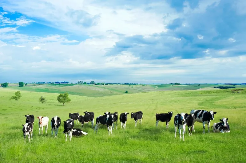 Nước Úc - Thiên đường cho bò sữa